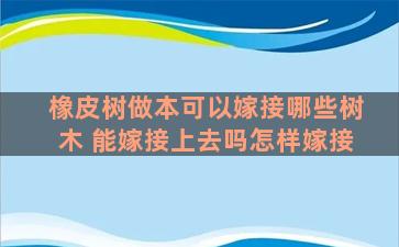 橡皮树做本可以嫁接哪些树木 能嫁接上去吗怎样嫁接